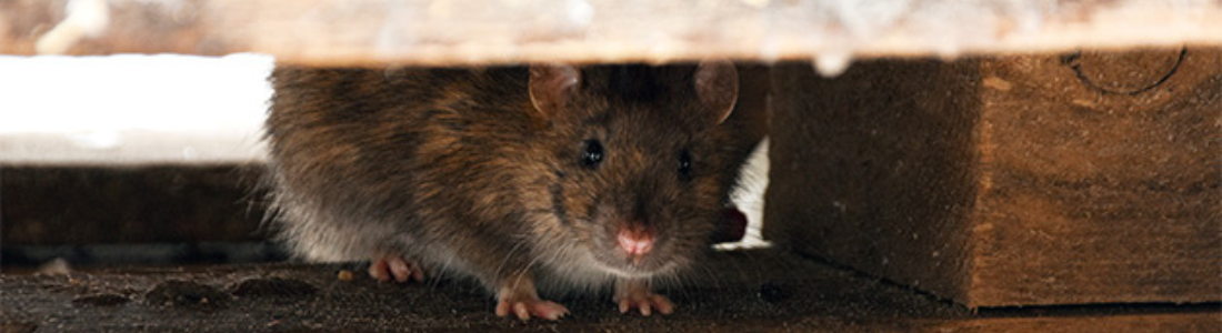 Dedetização de Ratos em Diadema 24 HORAS